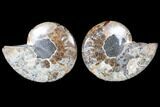 Cut & Polished Ammonite Fossil - Agatized #79704-1